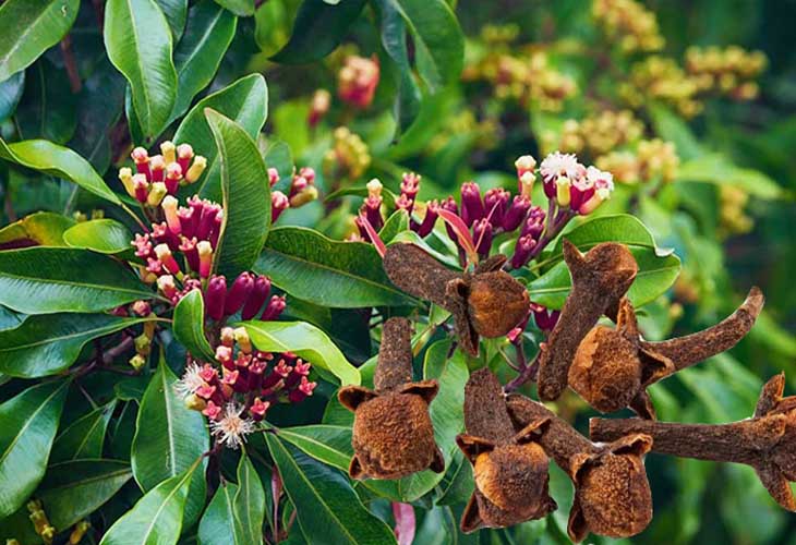 Đau răng ngày Tết